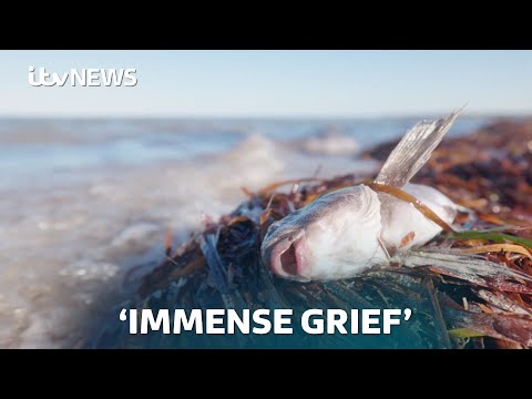 ‘It’s a natural disaster’: Algae bloom killing thousands of marine animals in Australia | ITV News