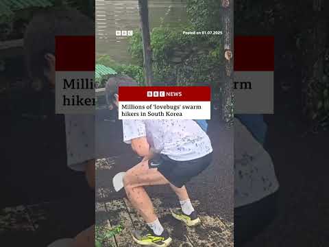 Hikers in South Korea were surprised by a huge swarm of ‘lovebugs’. #SouthKorea #LoveBugs