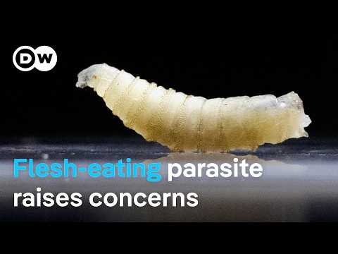 Screwworm outbreak near Texas-Mexico border threatens cattle | DW News