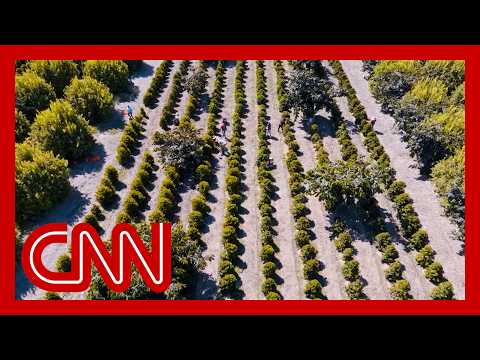 California farmers hope coffee tariffs will boost business