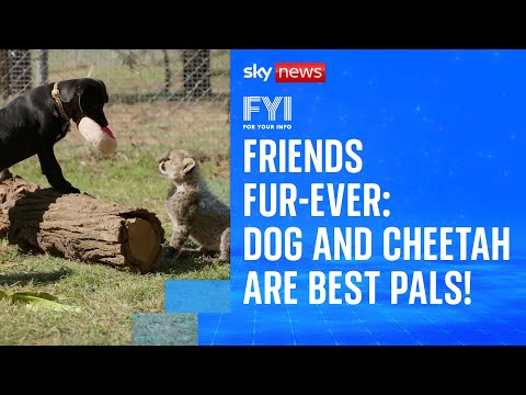 Cheetah cub becomes best friends with a puppy
