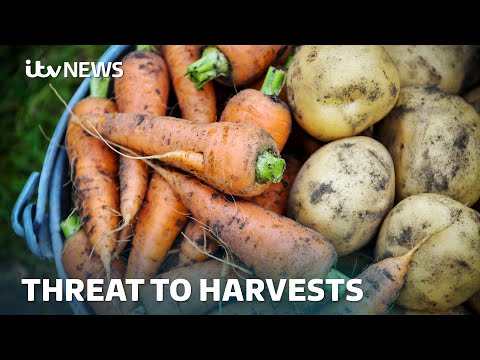 ‘Complete disaster’: How high will price of vegetables go after hot, dry summer? | ITV News
