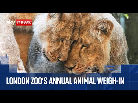 Animal weigh-in at London Zoo