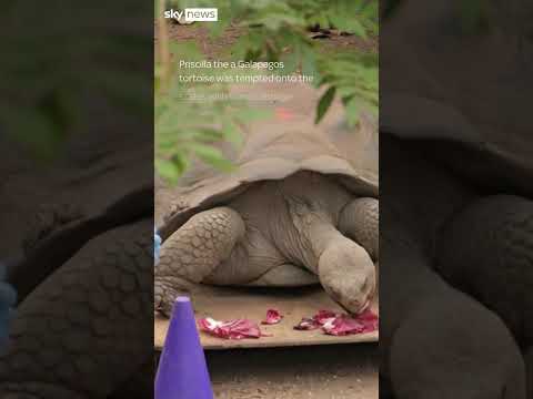 London Zoo holds its annual weigh-in