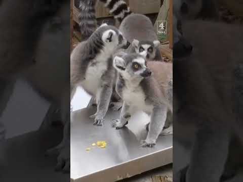 London Zoo is carrying out its annual weigh-in