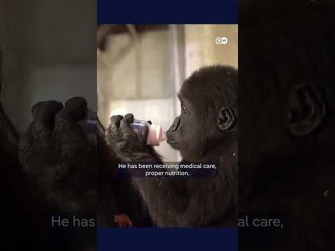Baby gorilla rescued at Istanbul airport to be returned to Nigeria | DW News