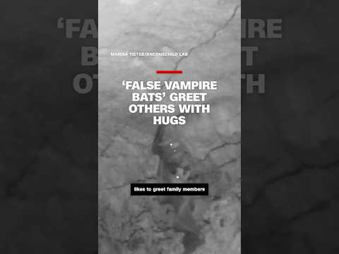 Spectral bats form ‘cuddle balls’ and like to hug