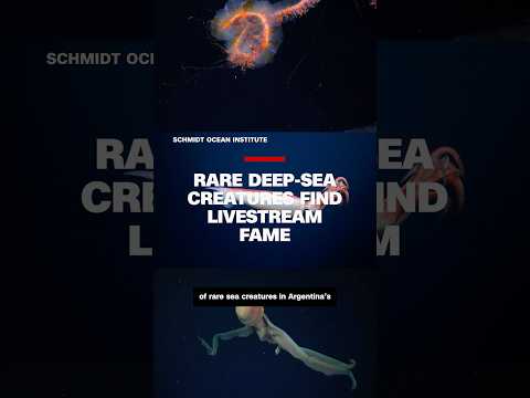 Millions flock to livestream featuring rare deep-sea creatures