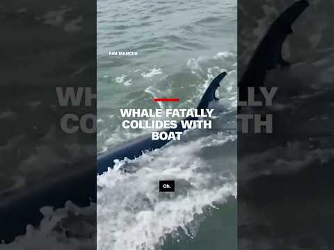 Whale fatally collides with boat