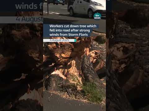 A tree was blown into a road in Northumberland during strong winds caused by Storm Floris #itvnews