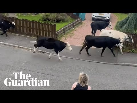 Herd of cows take to the streets after Storm Floris hits UK