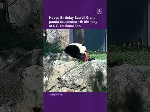 Happy Birthday Bao Li! Giant panda celebrates 4th birthday at Washington DC National Zoo
