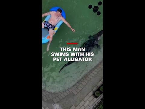 This man swims with his pet alligator