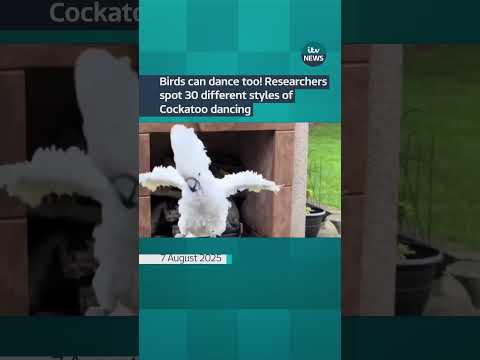 Twinkle-toed cockatoos have 30 different dance moves, researchers find | ITV News