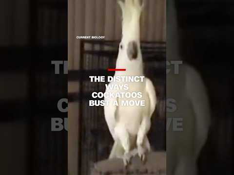 New research shows a cockatoo might have more dance moves than you