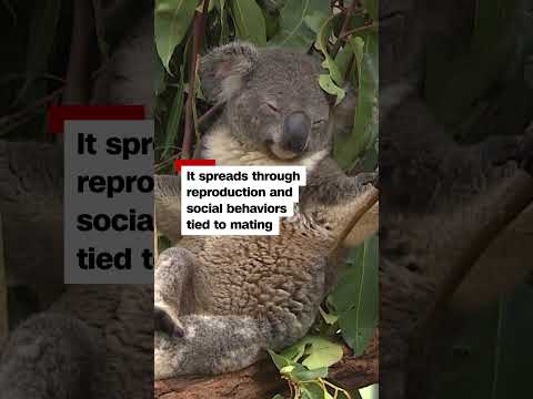 Koalas get first chlamydia vaccine