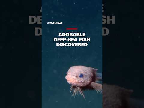 Newly discovered species spotted swimming by underwater camera