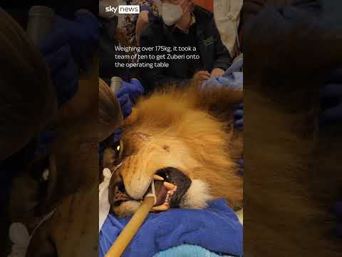 Aussie lion’s ‘un-fur-gettable’ trip to the dentist