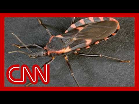 ‘Kissing bug’ disease now considered endemic in the US