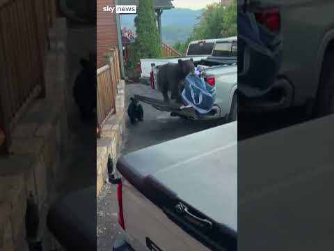 Searching for the bear necessities in a truck and a supermarket