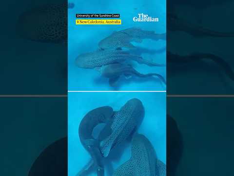 Leopard sharks observed mating for first time in wild have ‘threesome’