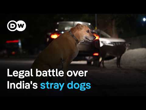 Why have stray dogs become a major controversy in India | DW News