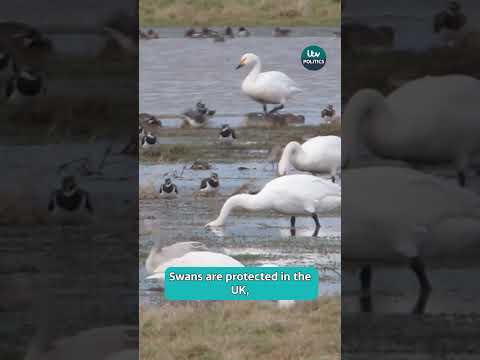 Farage makes claim about swans being stolen and eaten