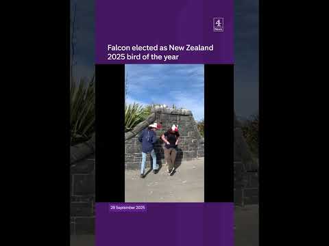 Falcon voted New Zealand bird of the year