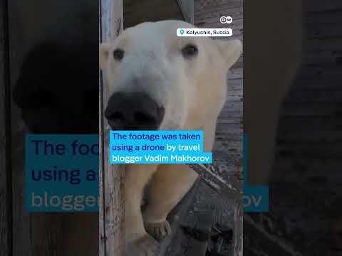 Polar bears take over abandoned Russian research station | DW News