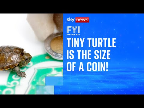 Tiny turtle is the size of a coin! | FYI