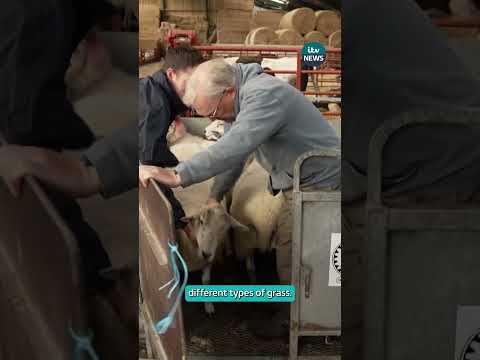 Climate scientists using sheep fart chambers to measure methane #itvnews #news