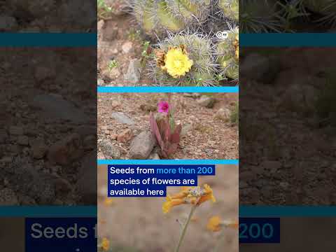 Carpet of flowers in the desert | DW News