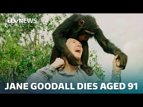 Jane Goodall, chimpanzee expert and leading conservationist, has died aged 91 I ITV News