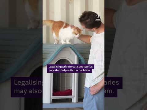 Island of a million cats