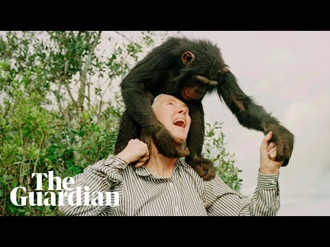 Jane Goodall: the conservationist who communed with chimps