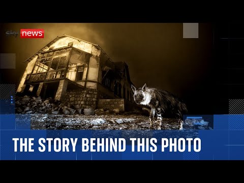 Wildlife Photographer of the Year 2025 award announced