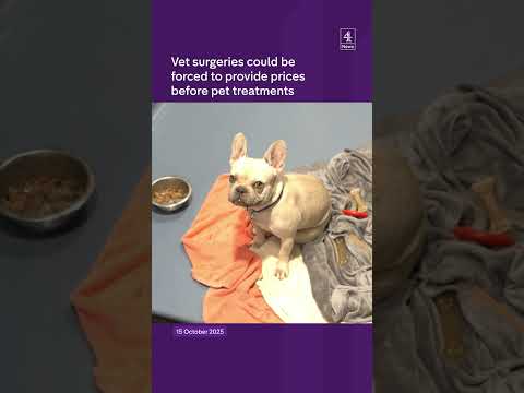 Vet surgeries could beforced to provide pricesbefore pet treatments