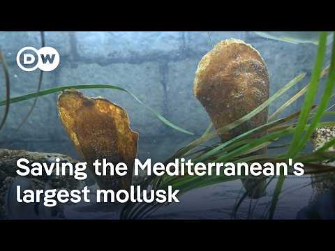 Croatian scientists race to save rare giant clam from extinction |  DW News