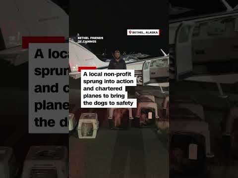 Dogs reunited with owners after Alaska floods