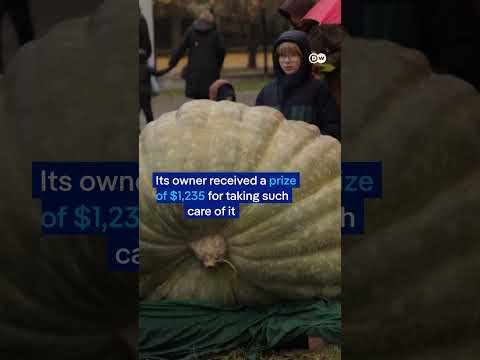 Poland: Half-ton pumpkin squashes competition | DW News