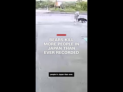 Bears kill more people in Japan than ever recorded