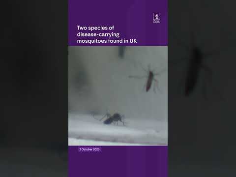 Two species of disease-carrying mosquitoes found in UK