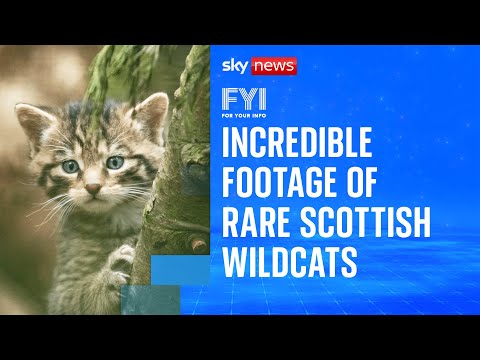Rare footage of critically endangered Scottish wildcat kittens | FYI