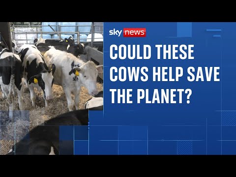 The cows being bred to burp out less methane to reduce global warming