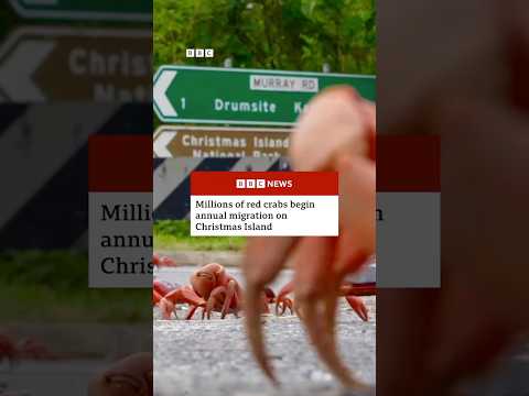 Millions of red crabs begin annual migration on Christmas Island. #RedCrabs #Australia #BBCNews