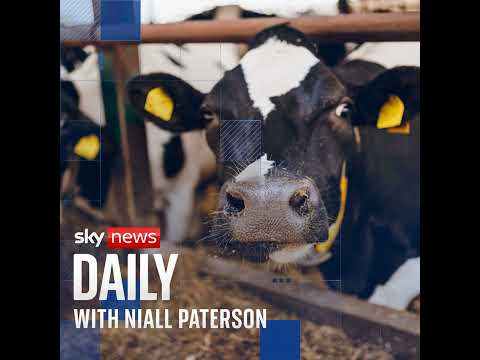 Cool cows: The cattle challenging climate change