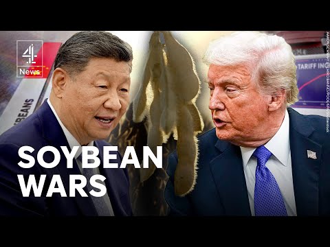 How the humble soya bean has become a political weapon in US-China trade war