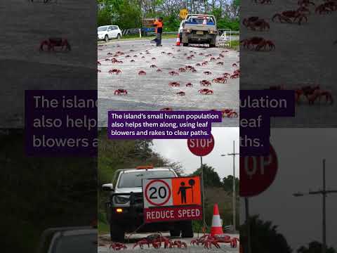 Millions of crab begin migration