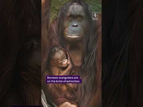 Rare Bornean orangutan born at Chester Zoo
