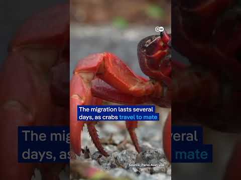 Christmas Island’s red invasion | DW News
